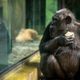 Image for article titled These Chimps Are All of Us